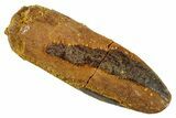 Fossil Sauropod Dinosaur (Titanosaur) Tooth - Morocco #267272-1